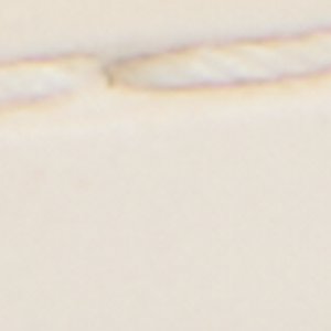 Angelfish 1 Eye Boat Shoe - Image 7